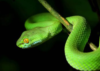 සර්ප ලෝකේ පන්ති හදපු විෂ