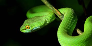 සර්ප ලෝකේ පන්ති හදපු විෂ