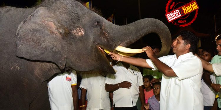 අලිත් එක්ක සටන ඉවරයි: සජිත් කොටි වෙනුවෙන් සටනට එයි