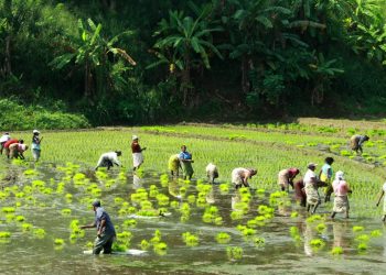 කල්යල් බලා හරියට කරපු අපේ ගොවිතැන
