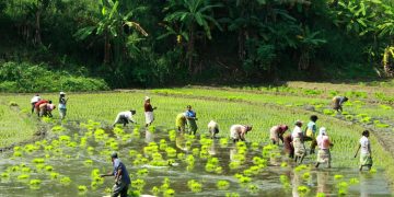 කල්යල් බලා හරියට කරපු අපේ ගොවිතැන