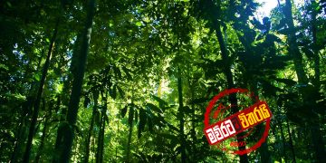 කොළඹට රූස්ස වනාන්තරයක්