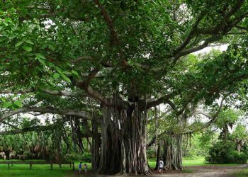 1818 කැරැල්ලේ රහස් දන්න නිහඬ සාක්ෂිකරුවා