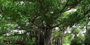 1818 කැරැල්ලේ රහස් දන්න නිහඬ සාක්ෂිකරුවා