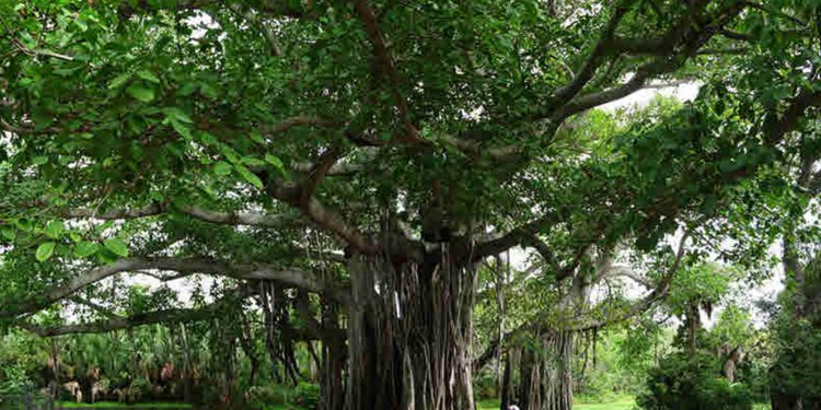 1818 කැරැල්ලේ රහස් දන්න නිහඬ සාක්ෂිකරුවා