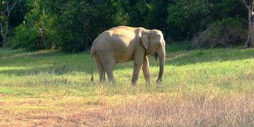අඩු මුදලට පොඩි මුහුදෙන් සත්තු ළඟට
