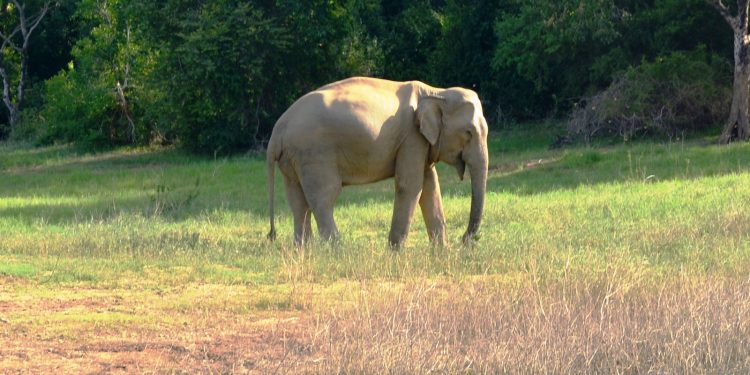 අඩු මුදලට පොඩි මුහුදෙන් සත්තු ළඟට