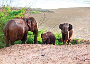 කුරුලු කැරැලි අලි පෙරැළි මැද රළ නැඟෙනා ඉසව්ව