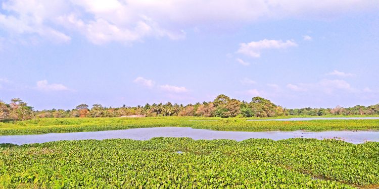 ඒ කටගමුව නෙවෙයි මේ