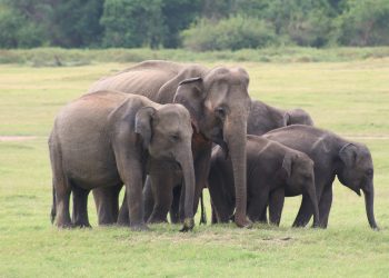 අලි බලන්න කවුඩුල්ලට එන්න