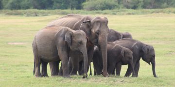 අලි බලන්න කවුඩුල්ලට එන්න