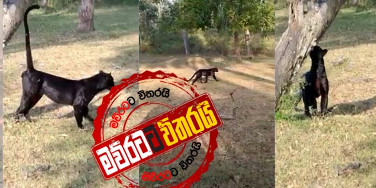 හැංගිලා හිටපු කළු ‌කොටියා එළියට දැම්මේ ඌවත් මරාගන්නද?