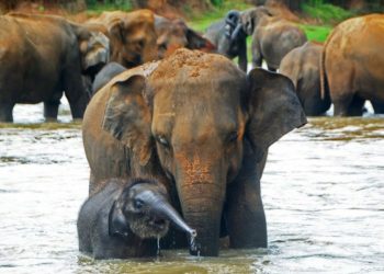 පින්නවල අමතකව ගිය කතාව