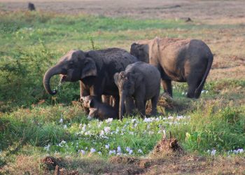 අලි කොටි මැද වස්ගමුවේ රැයක්