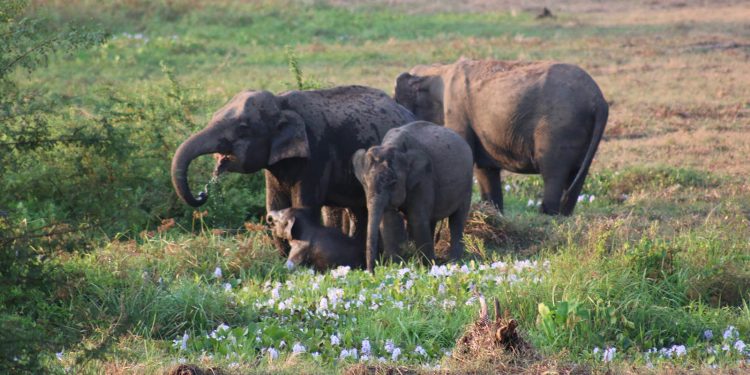 අලි කොටි මැද වස්ගමුවේ රැයක්