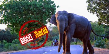 වල් අලින්ට ‌ඉලක්කම් 4ක්