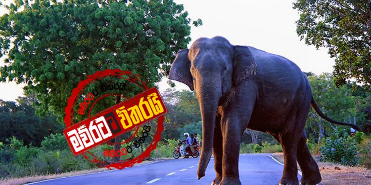 වල් අලින්ට ඉලක්කම් 4ක්