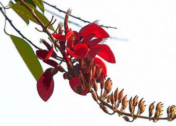 එරබදු