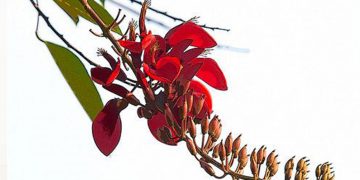 එරබදු