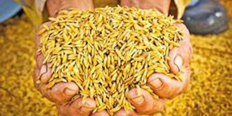 ලංකාවේ බිත්තර වී බැංකුව
