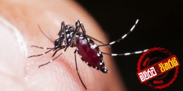 කොරෝනා ගහෙන් වැටුණු ලංකාවට ‌ඩෙංගු ‌ගොනාත් අනී: මාස 3ට 17,868ක්