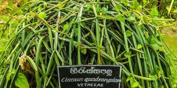 හීරැස්සපලු