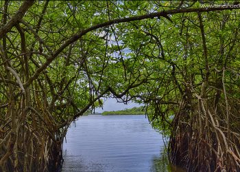 කඩොලාන ගැන නොදන්න කතාව