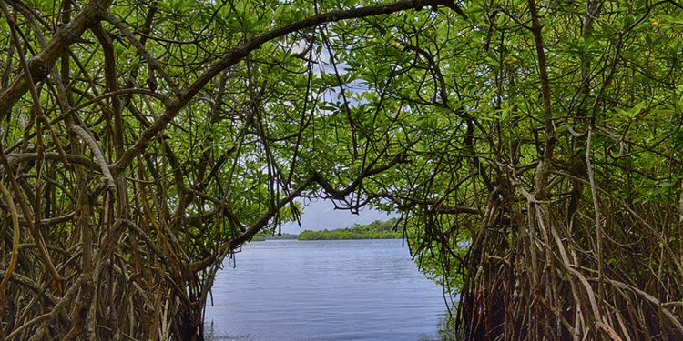 කඩොලාන ගැන නොදන්න කතාව