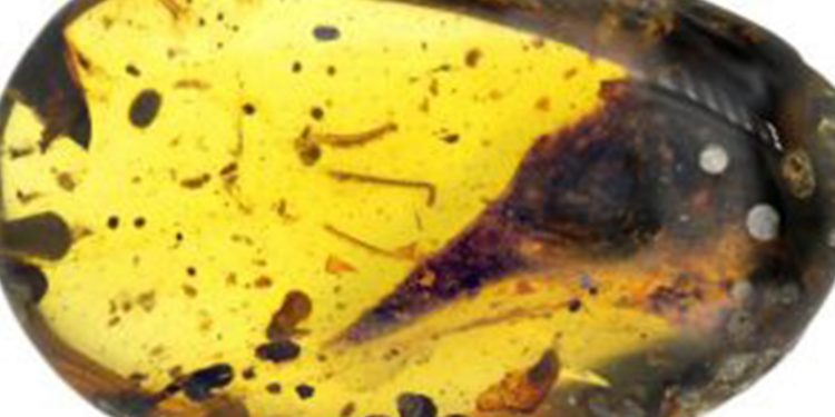 ලෝකයේ කුඩාම ඩයිනෝසර් මතුවෙයි