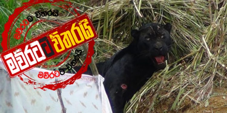 උගුලට අහුවුණු කළු කොටියා මැරෙයි