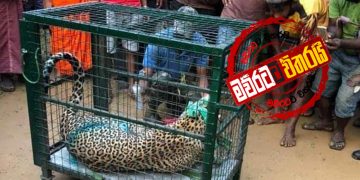 ශ්‍රීපාදේ කොටින්ට අපලයක්…