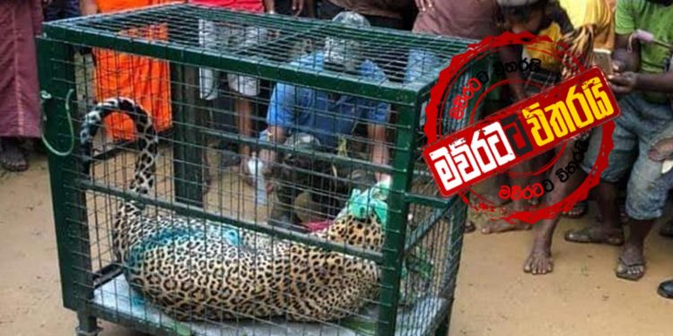 ශ්‍රීපාදේ කොටින්ට අපලයක්…