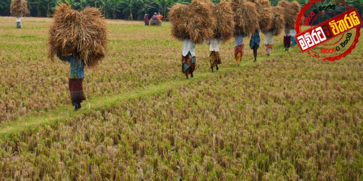 සහල් මාෆියාව ඉවරයි: ආණ්ඩුවේ හාල් මෝල් වැඩ පටන් ගනී