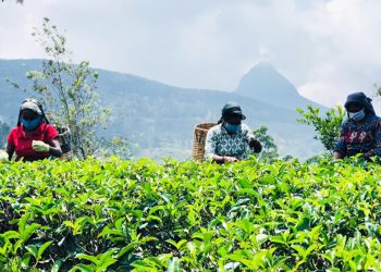 ශ්‍රී ලංකා වැවිලි ක්ෂේත්‍රය  ඉදිරියටම යයි