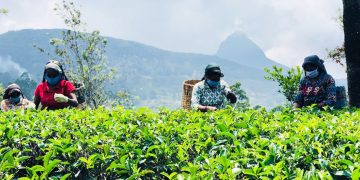 ශ්‍රී ලංකා වැවිලි ක්ෂේත්‍රය  ඉදිරියටම යයි