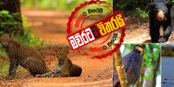 සොබාදහමට නොවන අවනත ලොවේ කිසිවක් නෑ…