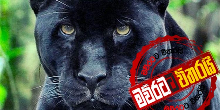 මැරුණු කළු කොටියගේ සිරුරට කරන්න යන අලුත්ම දේ…