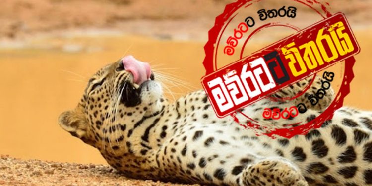 කොටින්ට මහා අපල කාලයක්: දෙන්නෙක් එකට අහුවෙයි: එකෙක් මැරෙයි (VIDEO)