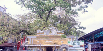 සුද්දටවත් ගලවන්න බැරිවුණු පිටකොටුවේ බෝධිය