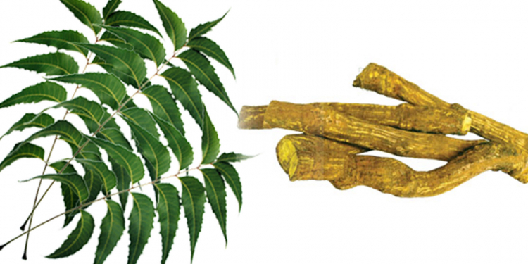 කොහොඹ කොළ – වෙනිවැල්ගැට සහ කොරෝනා