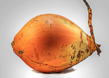 තැඹිලි ගෙඩියේ විශ්මිත කෙම