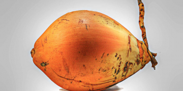 තැඹිලි ගෙඩියේ විශ්මිත කෙම