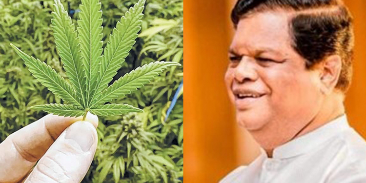 ගංජාවලට බන්දුලගෙත් මනාපය