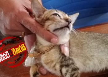 උකුස්සාට පස්සේ කුඩු ඇද්ද පූසෙකුත් අල්ලා ගනී
