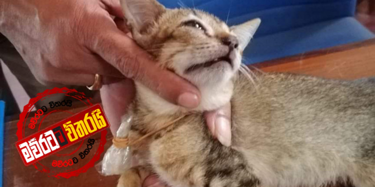 උකුස්සාට පස්සේ කුඩු ඇද්ද පූසෙකුත් අල්ලා ගනී