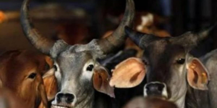 ගව ඝාතන තහනම කැබිනට්ටුවේ සම්මතයි
