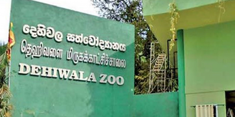 ලංකාවේ සත්තු පිටරට පටවපු දෙහිවල අක්කර පහ සත්තුවත්තක් වුණු හැටි