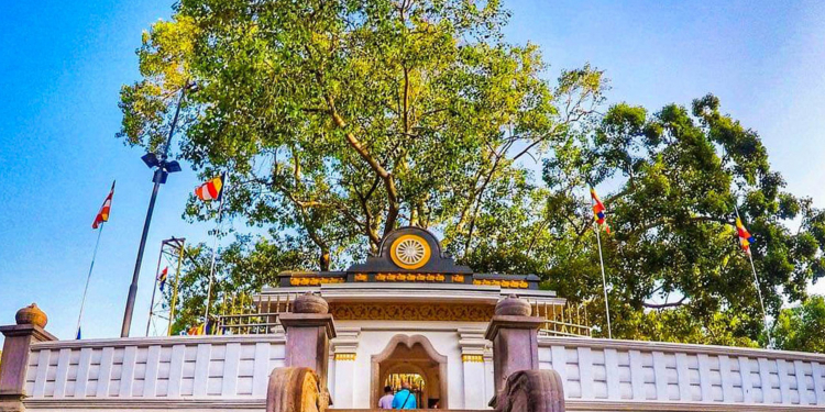 ජය ශ්‍රී මහා බෝ සමිඳුට කළ මහා අපරාධයක සුලමුල හෙළි වෙයි