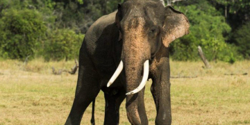 අලි යන එන මගක් උඩ – රැයක් ගෙවන්න නියම තැන