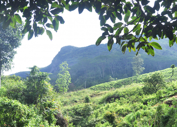 අරුනැල්ලේ බඹරැල්ලේ සිරි